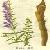 Baicalin Extract