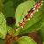 Acalypha Australis