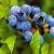 Blueberry Anthocyanin Vacc Inium Uliginosum