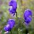 Sell Hdebal Products Achyranthes Bidentata