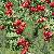 Sorbus Pohuashanensis