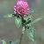 Trifolium Pratense