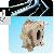 Rotary Gear Pumps