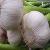 Garlic Extract