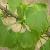Ginkgo Biloba Leaf
