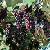 Grape Seed Extract