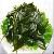 Kelp Extract