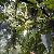 Ligustrum Glossy Privet Fruit Extract