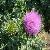 Milk Thistle Extract