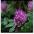 Red Clover Extract