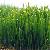 Wheat Grass Extract