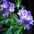Alfalfa Extract