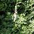 Black Cohosh Extracts