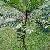 Eurycoma Longifolia Jack Extract