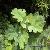 Macleaya Cordata Extract