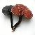 Reishi Mushroom P E