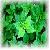 Nettle Extract Powder