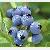 Blueberry Extract