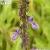 Coleus Forskohlii Extract