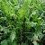 Wild Lettuce Extract