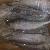 Spanish Mackerel