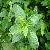 Natural Peppermint Oil Bp