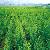 Supply Raw Medicine-artesunate 98%, Hplc