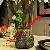 Avata Mushrooms Lamp Rock Style