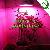 50w Ufo Led Plant Light