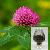 Plant Extract, Herbal Extract