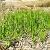 Sell Acorus Calamus Extract Plant Extract, Herb Medicine, Herb Extract, Saponin, Pigment