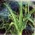 Sell Aloe Vera Extract Plant Extract, Herb Medicine, Herb Extract, Saponin, Pigment