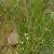 Asparagus Dauricus Extract Plant Extract, Herb Extract, Natural Pigment, Saponin, Fucoxanthin, Addit