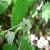 Sell Asparagus Oligoclonos Extract Plant Extract, Herb Extract, Saponin, Pigment