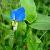 Sell Commelina Commilnis Extract Plant Extract, Herb Medicine, Herb Extract, Saponin, Pigment