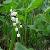 Sell Convallaria Keiskei Extract Plant Extract, Herb Extract, Saponin, Pigment