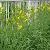 Sell Cyperus Amuricus Extract Plant Extract, Herb Medicine, Herb Extract, Saponin, Pigment