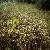 Sell Eriophorum Vaginatum Extract Plant Extract, Herb Medicine, Herb Extract, Saponin, Pigment
