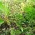 Sell Herminium Monorchis Extract Plant Extract, Herb Medicine, Herb Extract, Saponin, Pigment