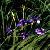 Sell Iris Sanguinea Extract Plant Extract, Herb Medicine, Herb Extract, Saponin, Pigment