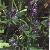 Sell Monochria Korsakowii Extract Plant Extract, Herb Medicine, Herb Extract, Saponin, Pigment