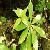 Sell Paris Verticillata Extract, Saponin, Pigment