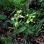 Sell Platanthera Mandarinorum Extract Plant Extract, Herb Medicine, Herb Extract, Saponin, Pigment