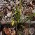 Sell Gagea Hiensis