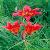 Sell Lilium Dauricum Extract