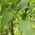 Sell Smilax Riparia Extract