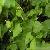 Sell Streptolirion Volubile Extract Plant Extract, Herb Medicine, Herb Extract, Saponin, Pigment