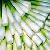 Sell Zizania Latifolia Extract Plant Extract, Herb Medicine, Herb Extract, Saponin, Pigment