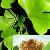 Chlorogenic Acid-natural Plant Extract Powder