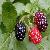 Mulberry Fruit P E